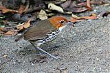 Chestnut-crowned Antpitta